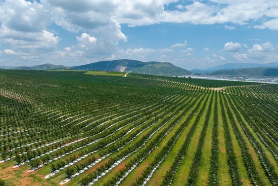 農(nóng)業(yè)種植行業(yè)手機(jī)彩鈴定制文案